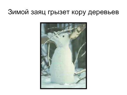 Заяц питается корой