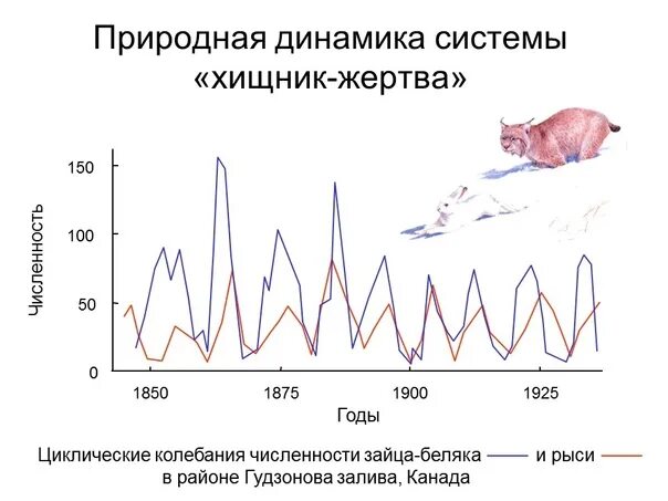 Численность особей равна. Система хищник жертва. Колебания численности в системе хищник жертва. Динамика хищник жертва. Динамика численности хищника и жертвы.