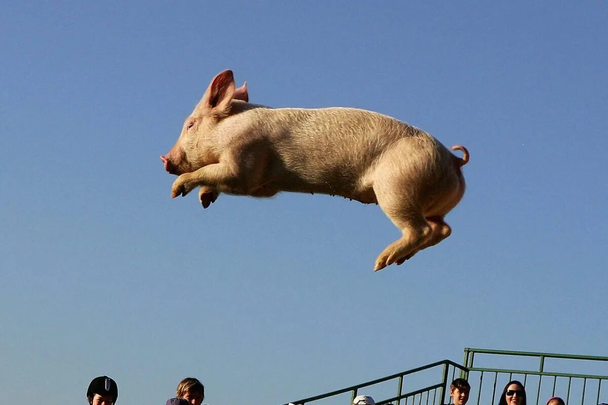 Прыгающая свинка. Летающая свинья. Свинья прыгает. Поросенок бежит. Поросенок убегает.