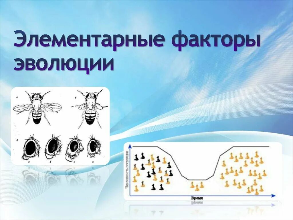 Многообразие элементарных эволюционных факторов. Элементарные факторы. Факторы эволюции. Эволюционные факторы. Факторы эволюции презентация.