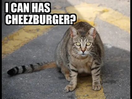 Kitty you can has cheezburger
