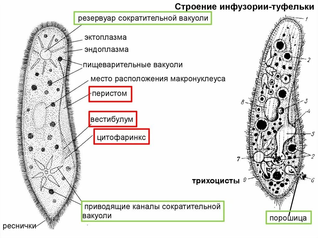 Структуры инфузории туфельки. Трихоциста это у инфузории. Реснички инфузории туфельки строение. Строение инфузории. Инфузория туфелька сократительная вакуоль.