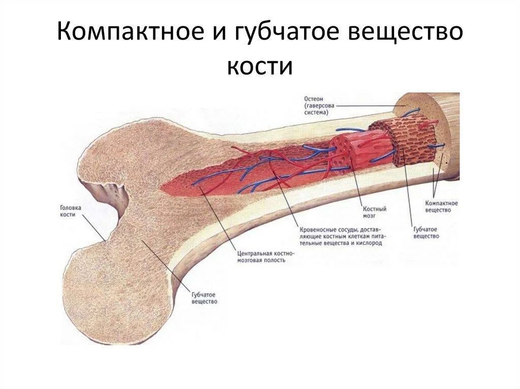 Кость как орган строение и функции кости. Компактное вещество кости костный мозг. кость компактное и губчатое вещества анатомия. строение компактного вещества трубчатой кости. строение кости красный костный мозг.