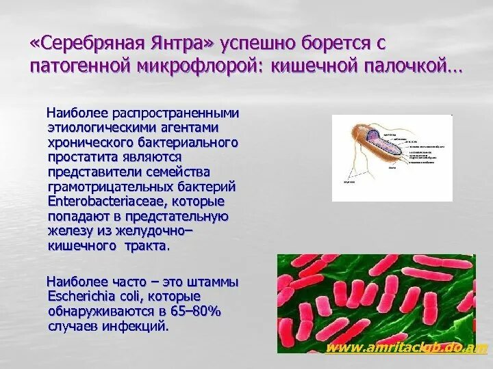 Штаммы кишечной палочки. Патогенные кишечные палочки. Escherichia coli что это у мужчин