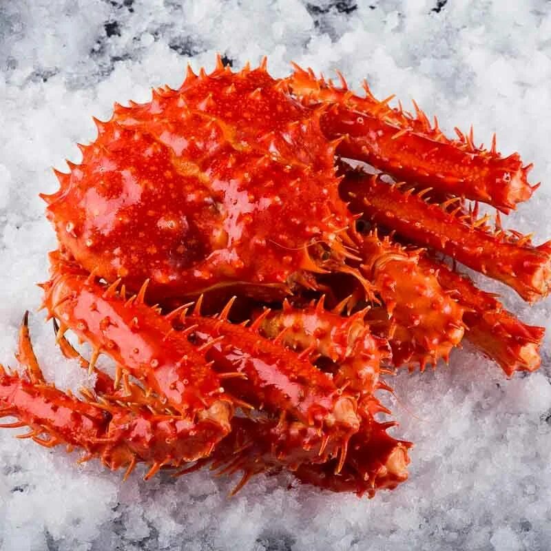 Камчатский Королевский краб. Красный Королевский краб. Alaskan King Crab. Камчатский Королевский краб живой. Сырой краб