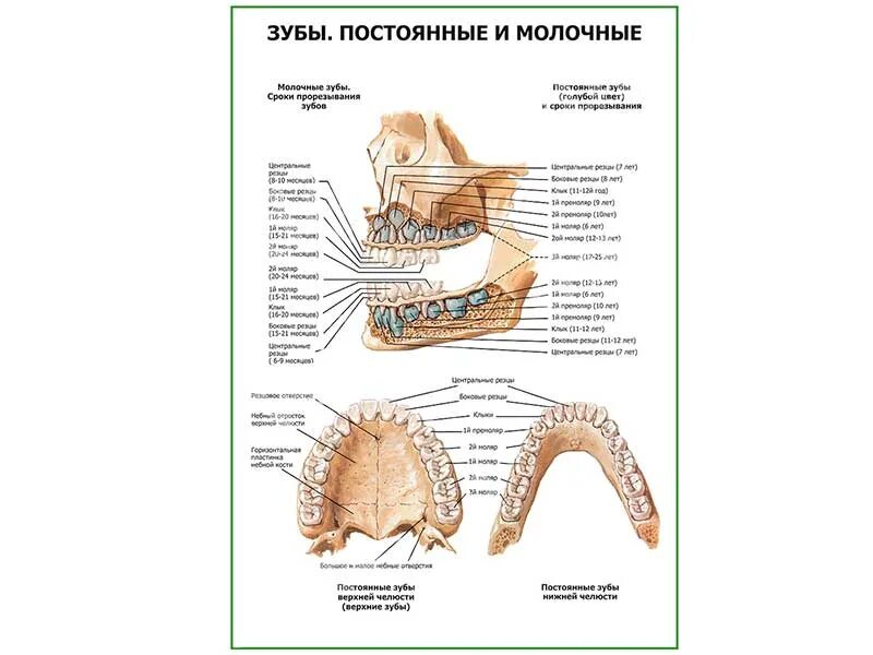 Как отличить молочный зуб от постоянного. Анатомическое строение постоянных и молочных зубов. Молочные и постоянные зубы анатомия. Как отличить молочный зуб от постоянного. Как отличить молочный зуб от постоянного.