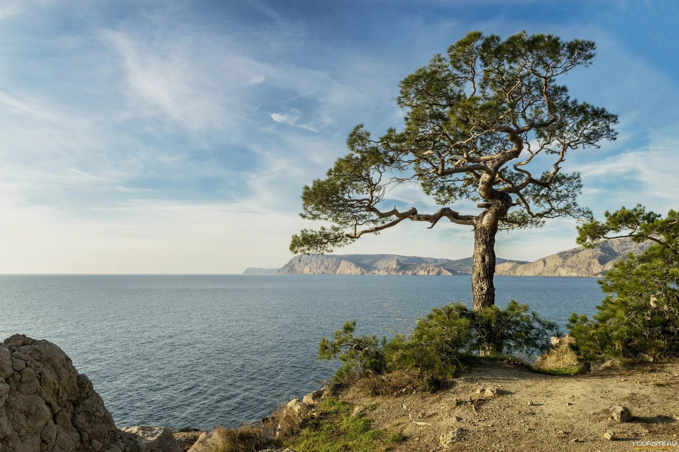 Хвойный берег. Море сосны. Крым кипарисы сосны берег моря. Сосна на Валааме. Мыс Пицунда деревья.