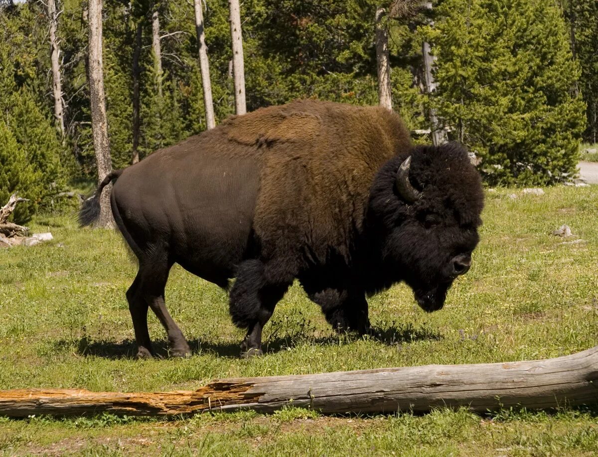 Бизон 60. Лесной Бизон Северной Америки. Лесной Бизон (в Канаде) (Bison Bison athabascae). Лесной Бизон в Якутии. Лесной Бизон эндемик Северной Америки.