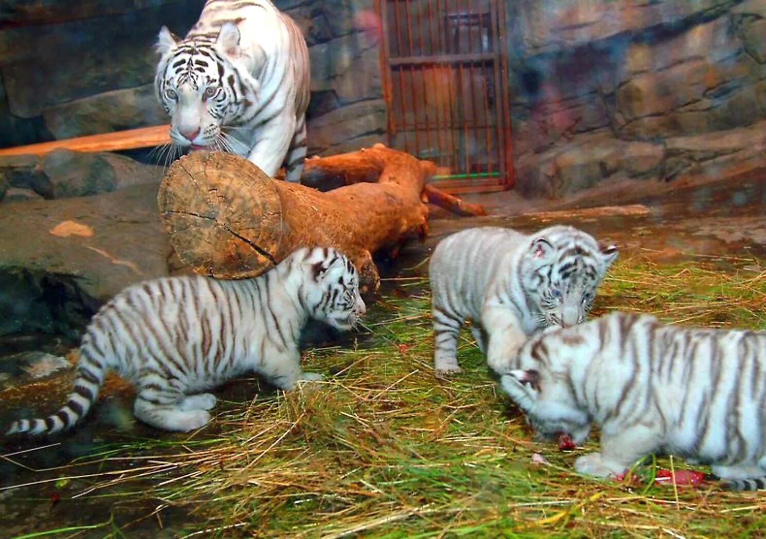 Тигр альбинос в Московском зоопарке. Амурский тигр i bengalskii Tigr. Белый тигр и бенгальский тигр. Бенгальская тигрица в Московском зоопарке. Бенгальский тигр подвид тигра