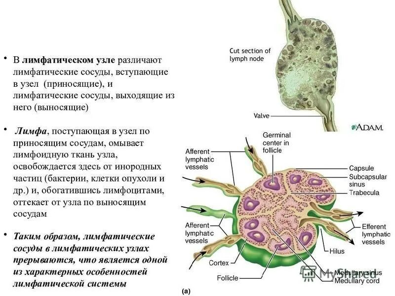 как устроен лимфатический узел. схема лимфатического узла. лимфатические узлы клетки. строение лимфатического узла гистология. лимфатический узел гистология схема.
