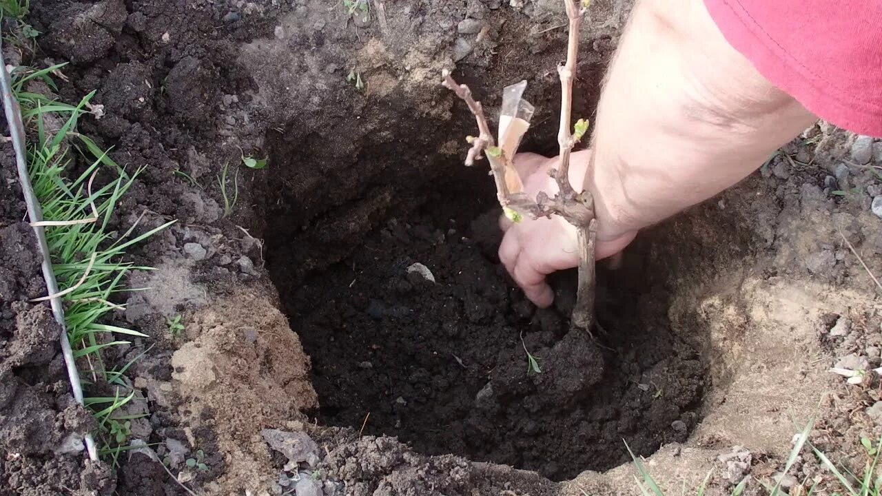 Осенняя посадка винограда. Весенние посадки. Высаживать виноград. Высадка винограда в грунт. Как посадить виноград в грунт весной