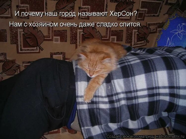 Нам в теплушках не спалось. Спящие коты с надписями. Котики спят смешная надпись. Прикольная надпись спящий кот.