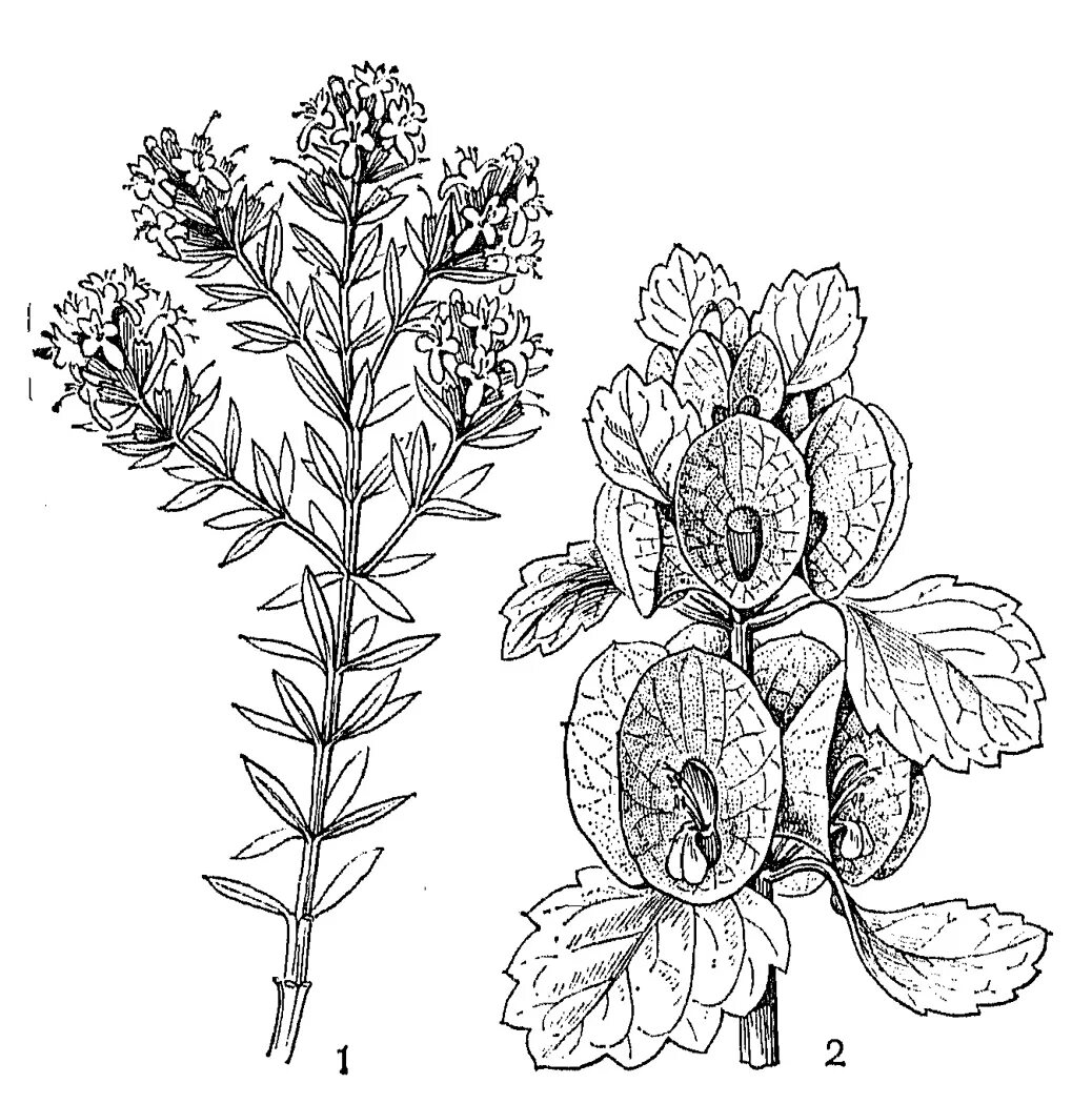 Salvia tesquicola). Семена луговых трав. Шалфей плод. Плод губоцветных. Плод шалфея.
