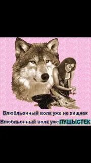 Влюбленный волк уже не хищник