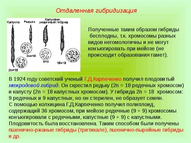 Гибридизация культур. Капустно-редечный гибрид Карпеченко. Отдаленная гибридизация. Отдаленная гибридизация растений. Методы отдаленной гибридизации.