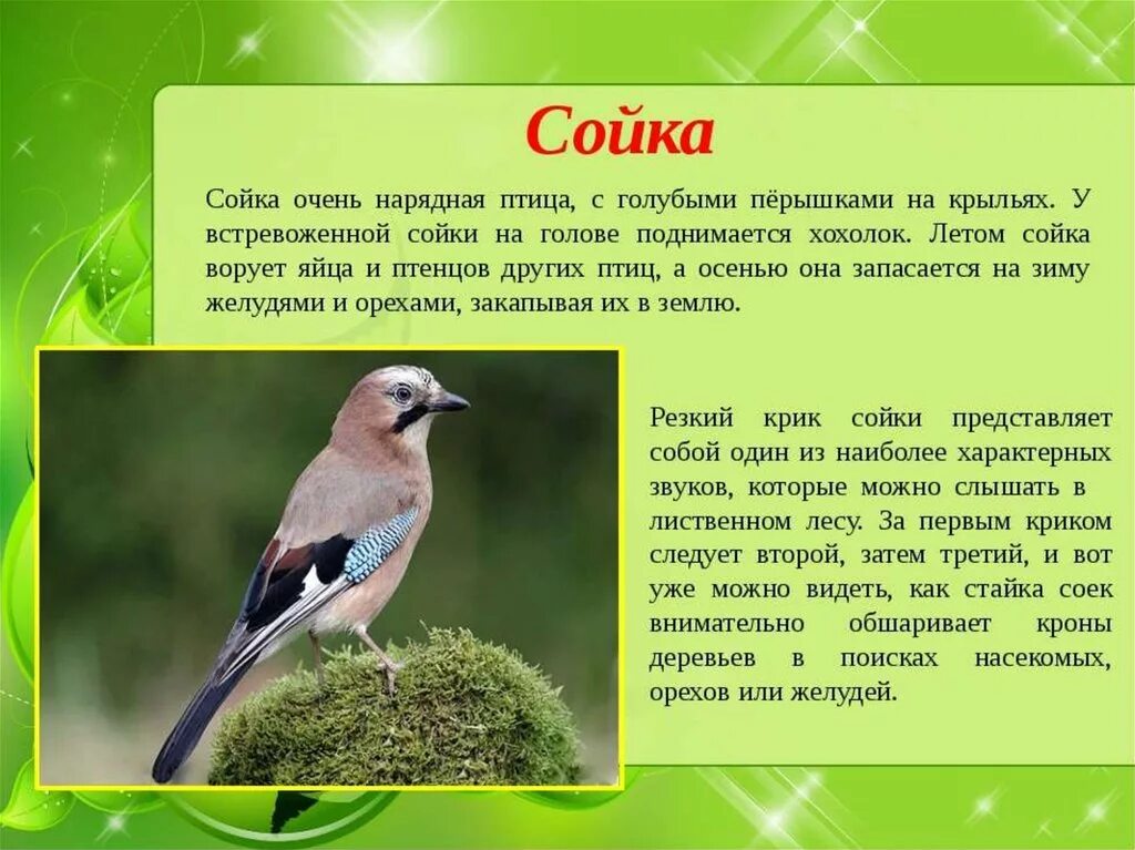 Текст про птиц 5 класс. Описание птиц. Сойка описание. Рассказ о птицах. Сообщение о сойке.