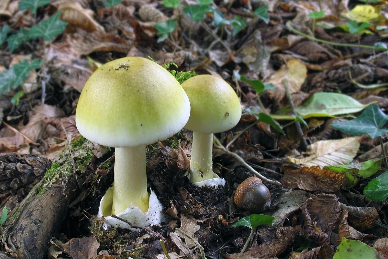 Где обитает поганка. Бледная поганка гриб. бледная поганка (amanita phalloides). amanita phalloides гриб. бледная поганка (мухомор зеленый).