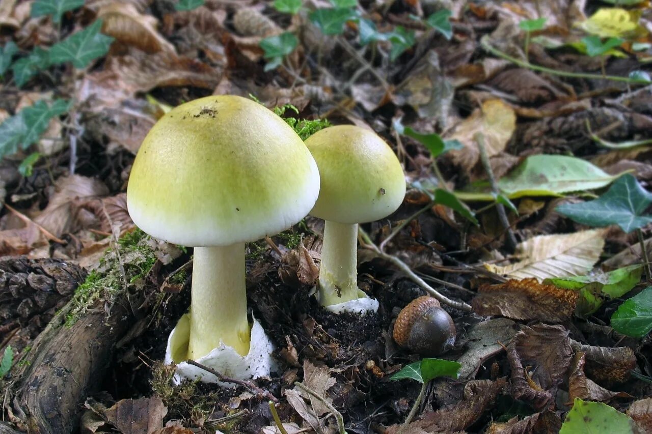 Бледная поганка. Бледная поганка ядовитые грибы. Amanita phalloides гриб. Грибы пластинчатые бледная поганка.