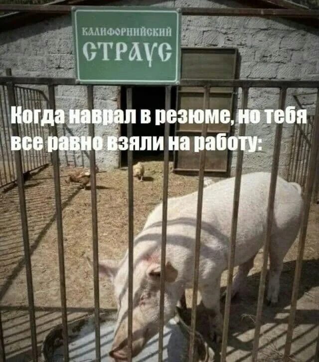 Все равно получу. Калифорнийский страус. наврал в резюме. когда наврал в резюме но все равно. наврал в резюме мем.