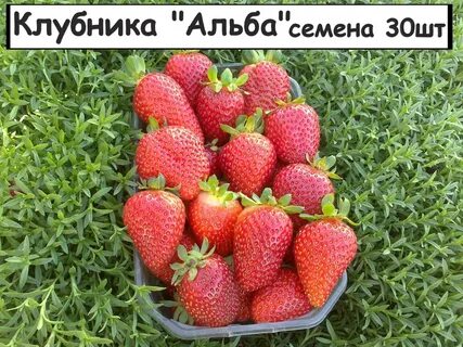 Сорт клубники альбион фото