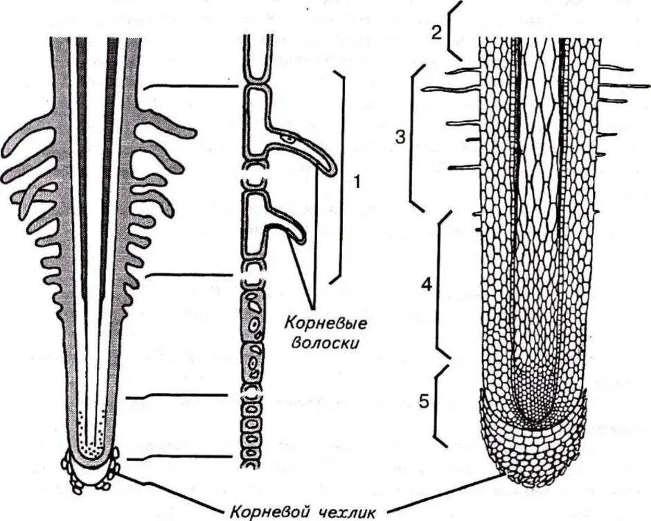 Рисунок внутреннего строения корня. Корневой чехлик строение. Строение корня зоны. Зоны корня корневые волоски 6 класс. Строение корня зоны корня.