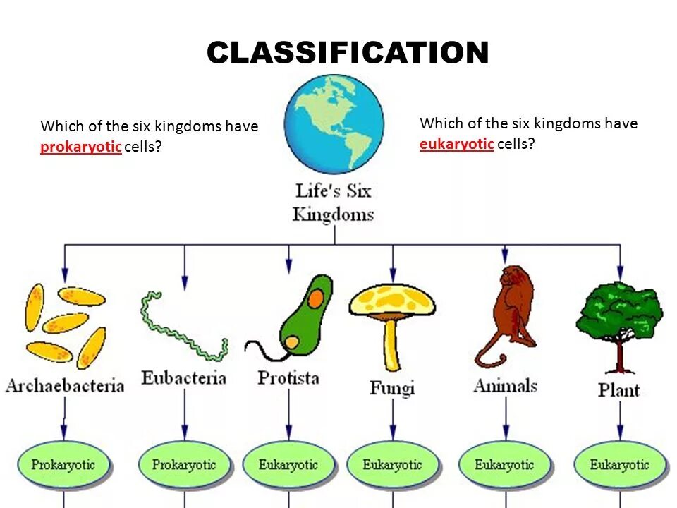 Six kingdoms. Kingdoms of biology. 6 kingdoms biology. Six kingdoms. Наиболее древние автотрофные организмы.