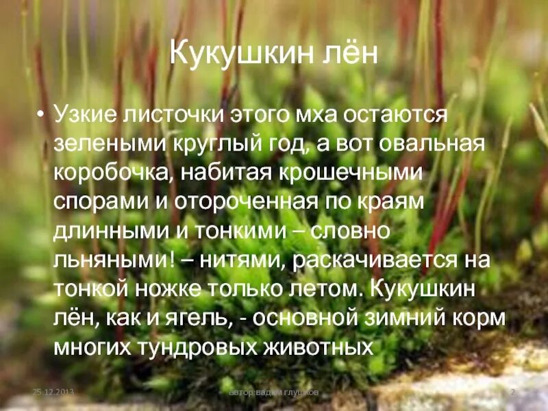 Растения тундры 4 класс сообщение. Растения тундры 4 класс.