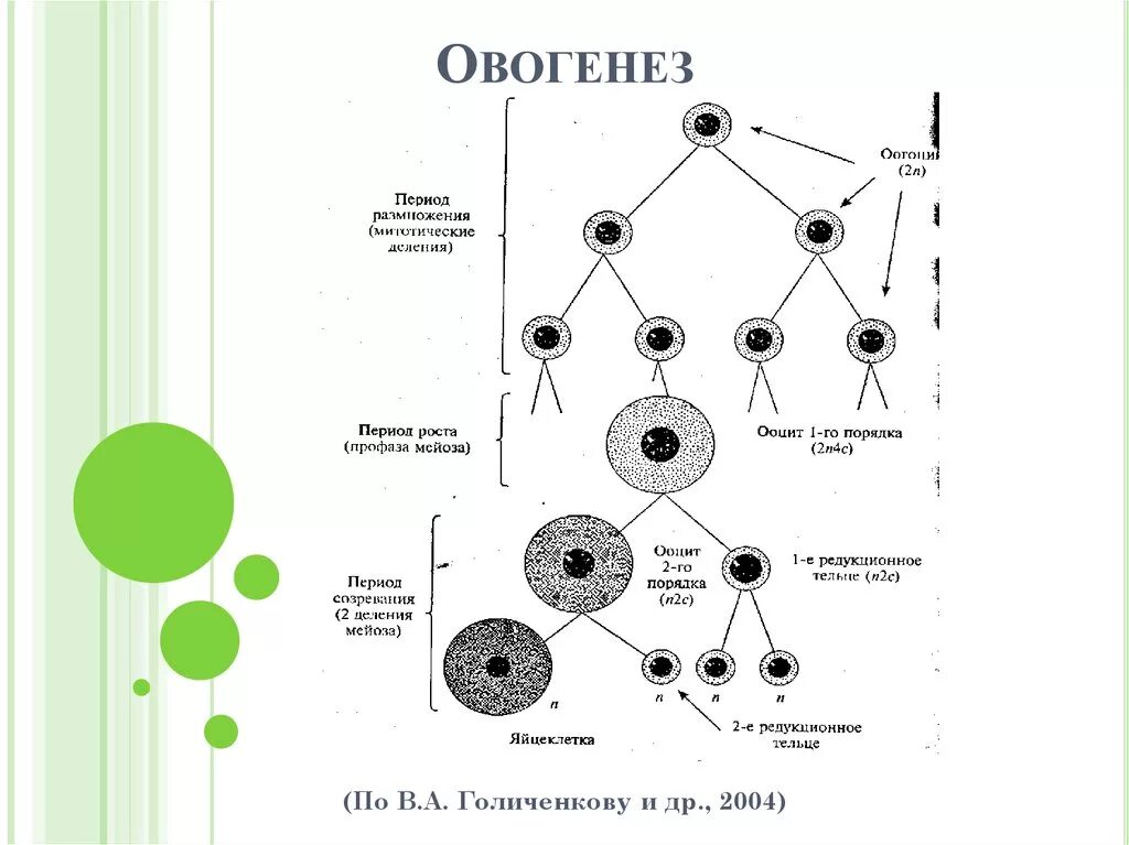 Установите последовательность этапов овогенеза образование ооцитов. Овогенез схема стадии. Схема овогенеза гистология. Фазы овогенеза схема. Стадии оогенеза схема.