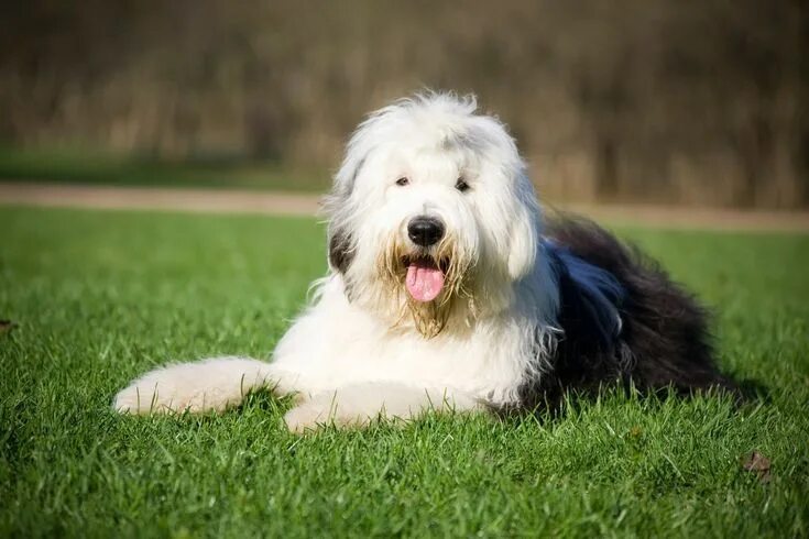Komondor Dog Breed Information Komondor dog, Dog breeds, Komondor