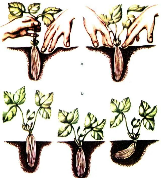 Пикировка георгины однолетней. Корневая шейка рассады земляники. Правильная посадка земляники. Глубина посадки клубники. Правильная посадка клубники