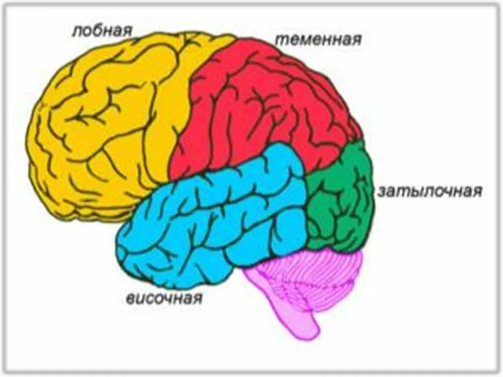 Зоны коры больших полушарий головного мозга. Височная функция мозга