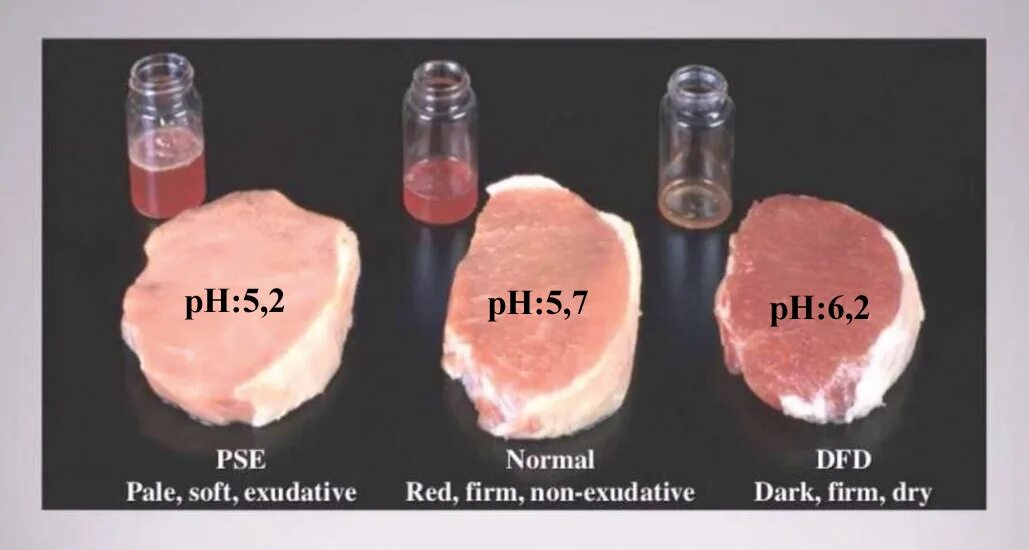 В мясе есть кровь. Автолитические изменения мяса.