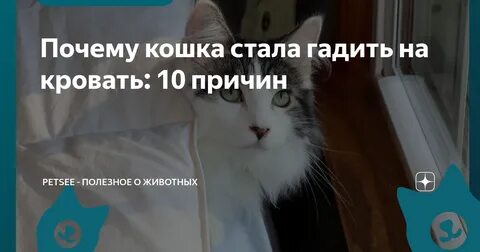 Кошка писать на кровать причины