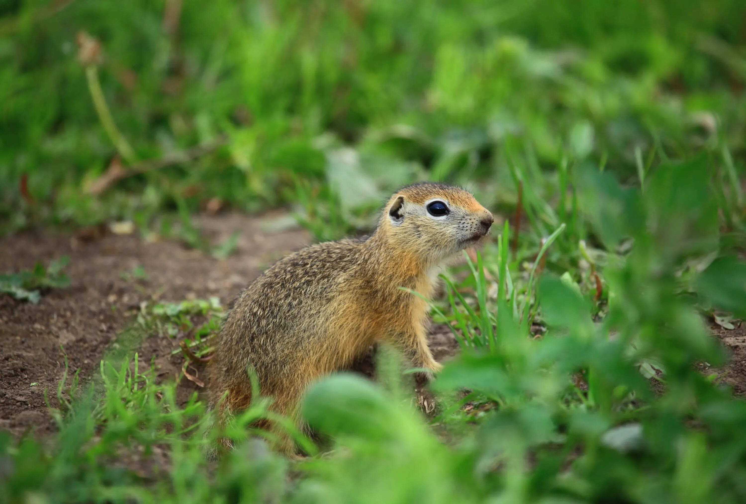 Суслик Степной. Европейский суслик (Spermophilus citellus). Амурский длиннохвостый суслик. Тонкопалый суслик.