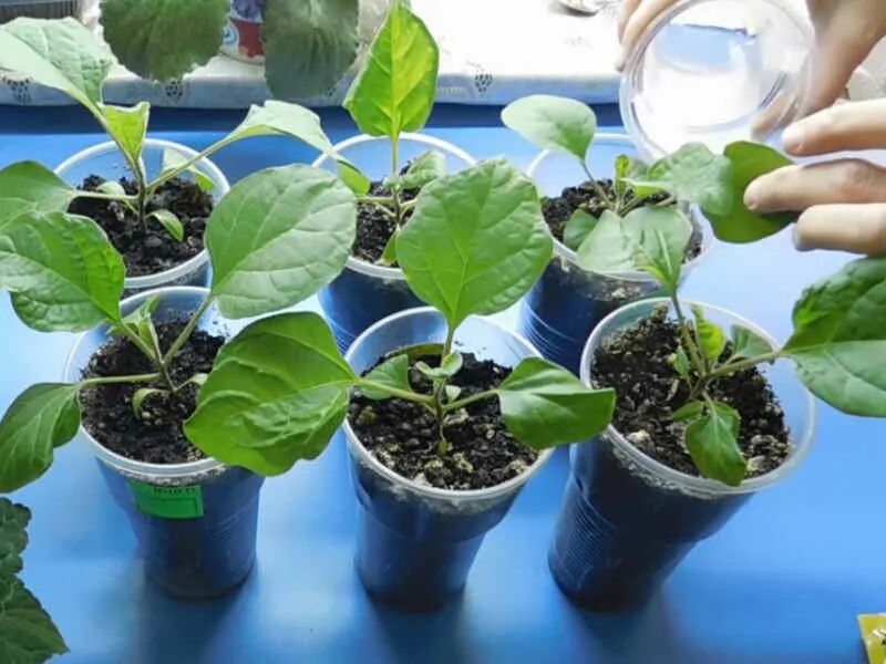 Схема подкормки рассады баклажан. Схема подкормки баклажан. Рассада синеньких. Баклажан рассада формирование. Чем можно подкормить рассаду баклажан.