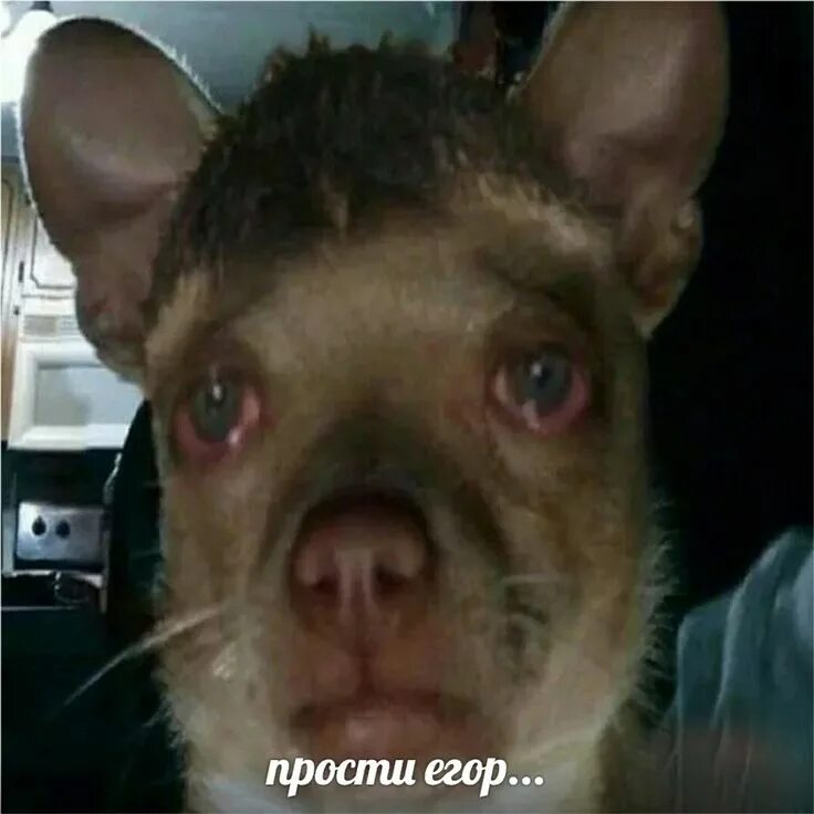 Мем с собакой с глазами. Собака с человеческими глазами.