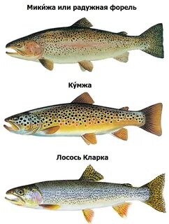 На какую рыбу похожа