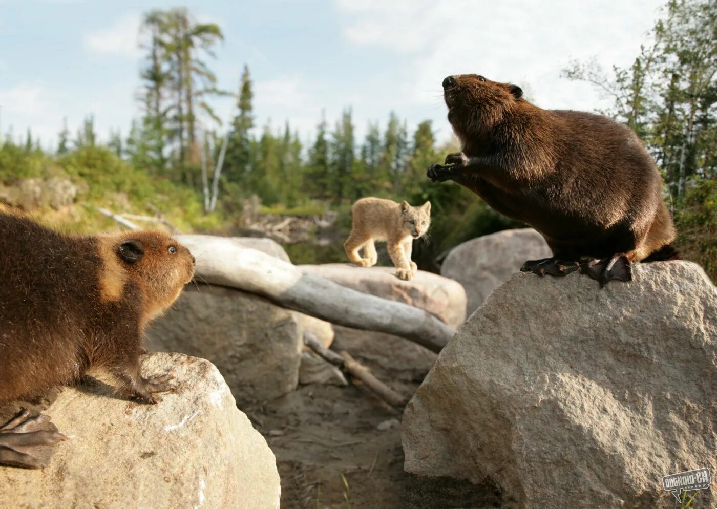 Американский бобра. Канадский Бобр (Castor canadensis). Приключения бобренка Бобренок. 4 Бобрёнка.