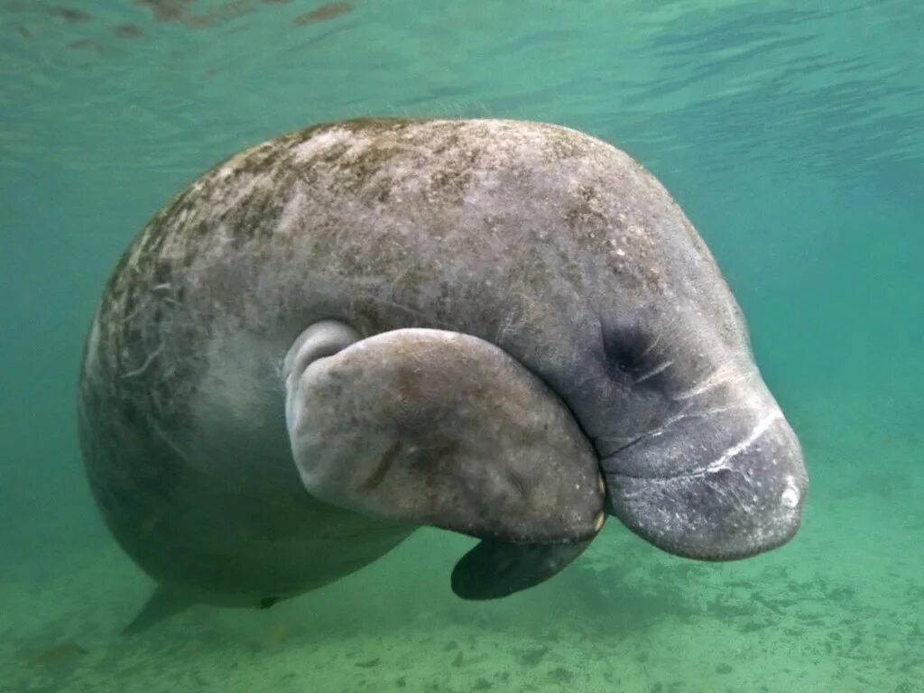 Manatee