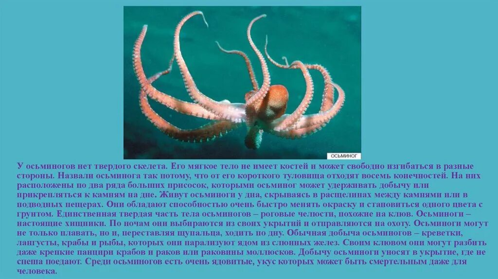 Осьминог группа животных относится к группе. Сообщение о осьминоге. осьминог позвоночное или беспозвоночное. сообщение об одном морском обитателе. доклад морские обитатели 3 класс.