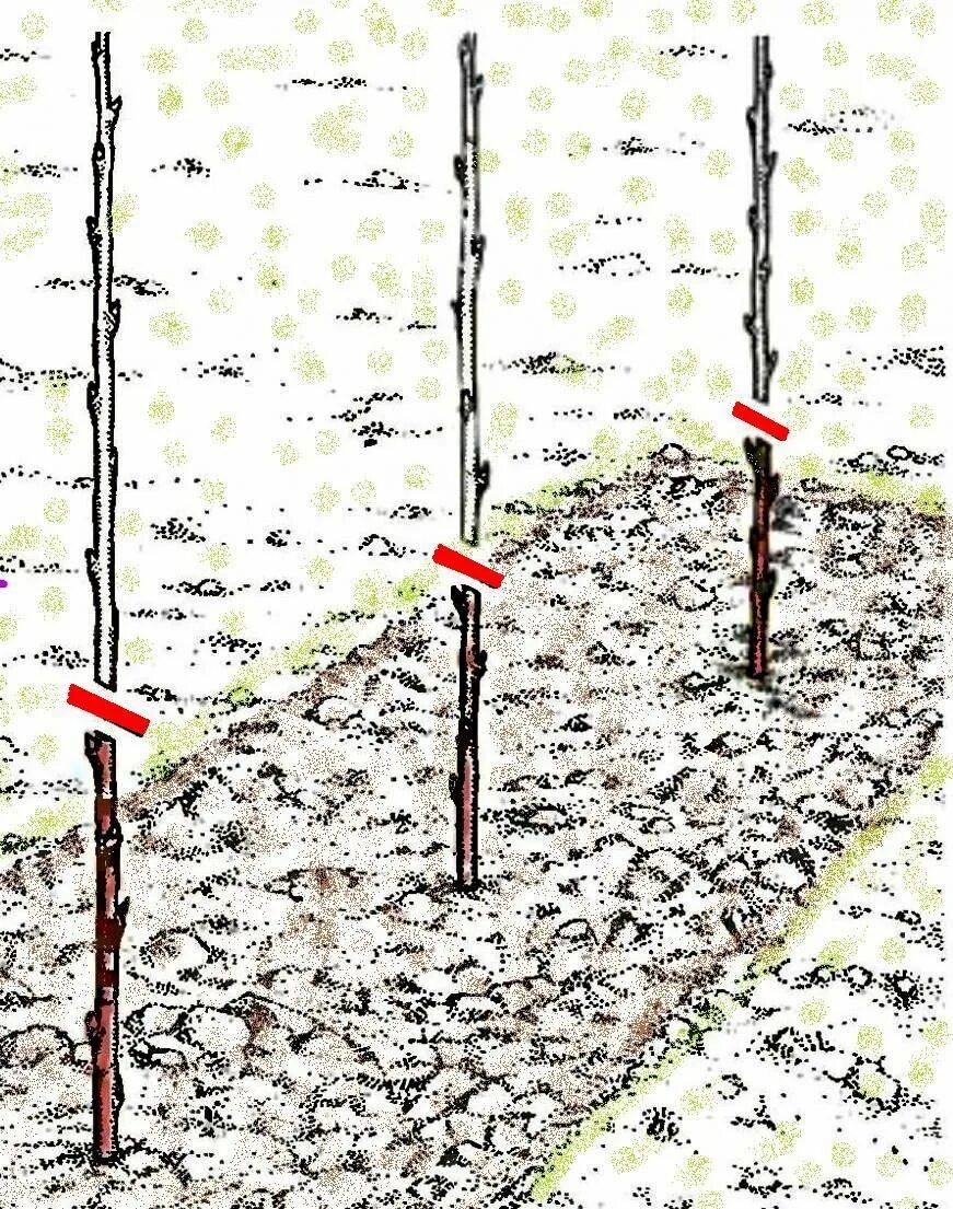 Посадка голубики схема посадки. Посадка малины. Черенкуем малину. Траншейная посадка малины. Посадка малины весной саженцами в открытый грунт.