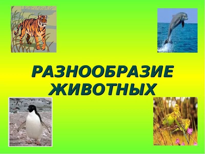 3 класс окружающий разнообразие животных урок. Разнообразие животных презентация. Разнообразие животных 3 класс окружающий. Окружающий мир разнообразие животных. Окружающий мир 3 класс разнообразие животн.