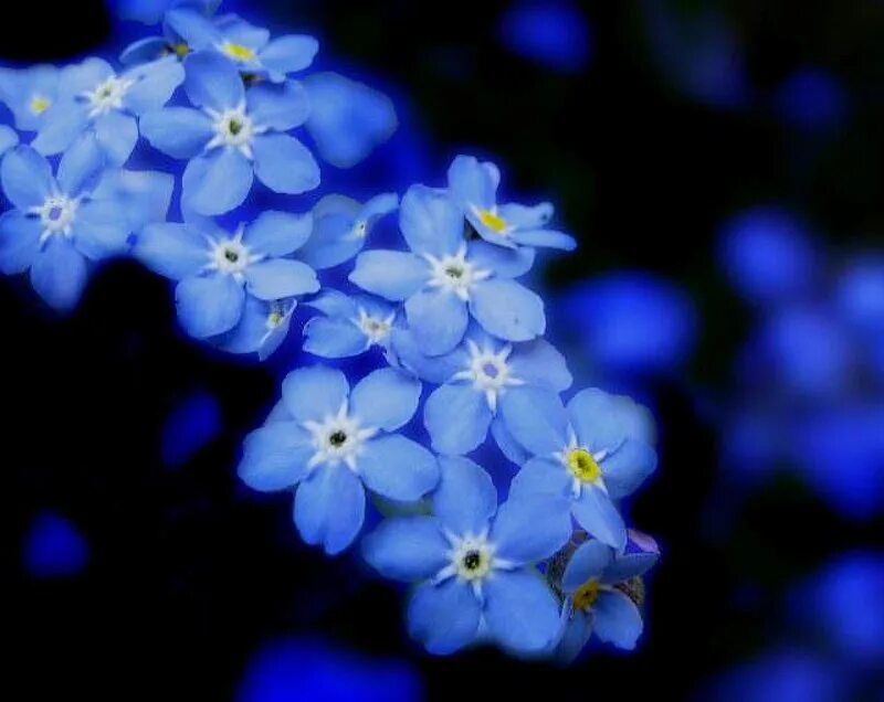 Синий самый любимый цвет. Цветы незабудки. Мир синего цвета. Незабудка макро. Мелкие голубые цветочки на фон андроида.
