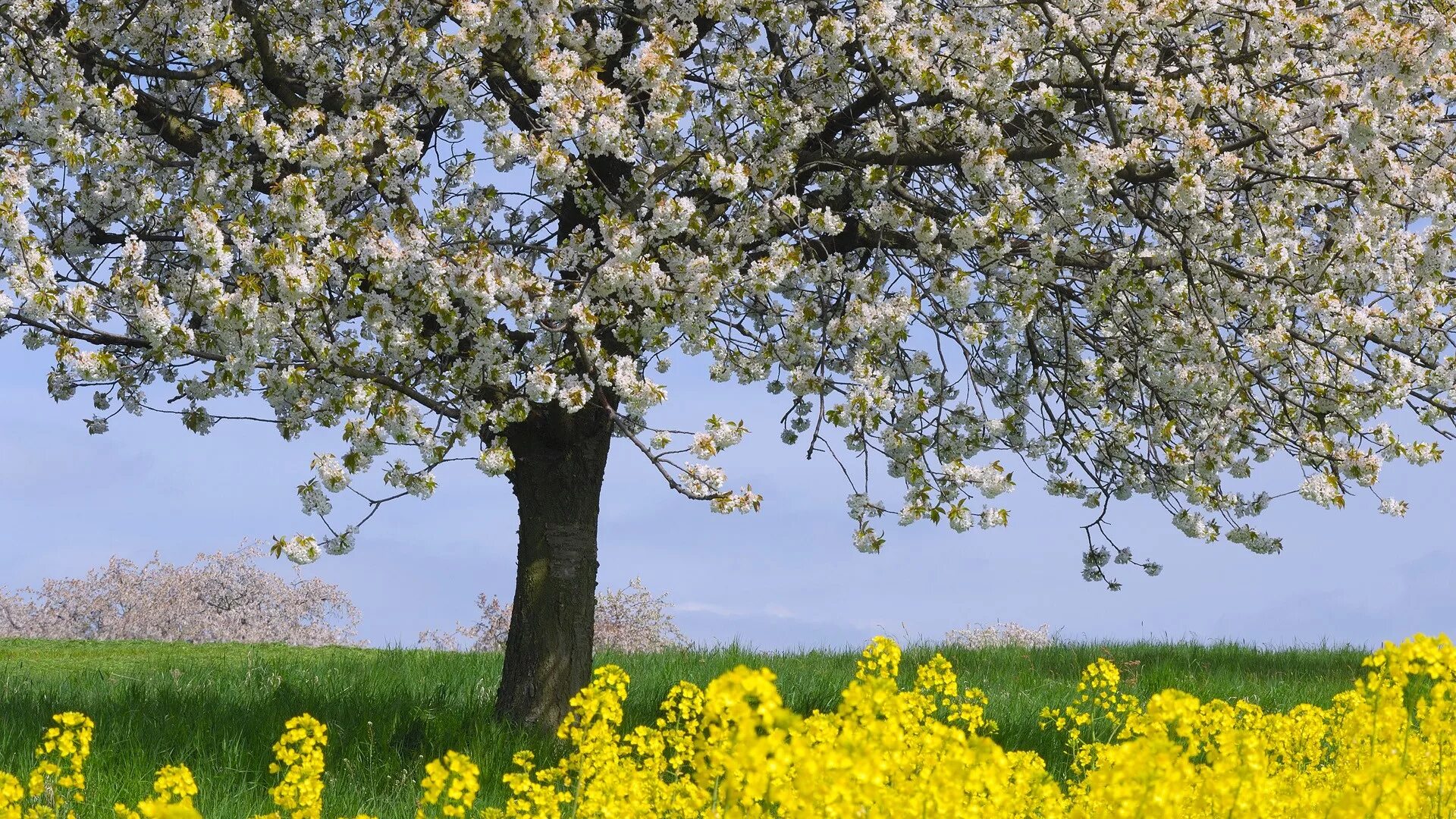 Красивое весеннее дерево. Весенние медоносы яблоня. Цветение Крым яблонь. Весеннее дерево. Деревья в цвету.