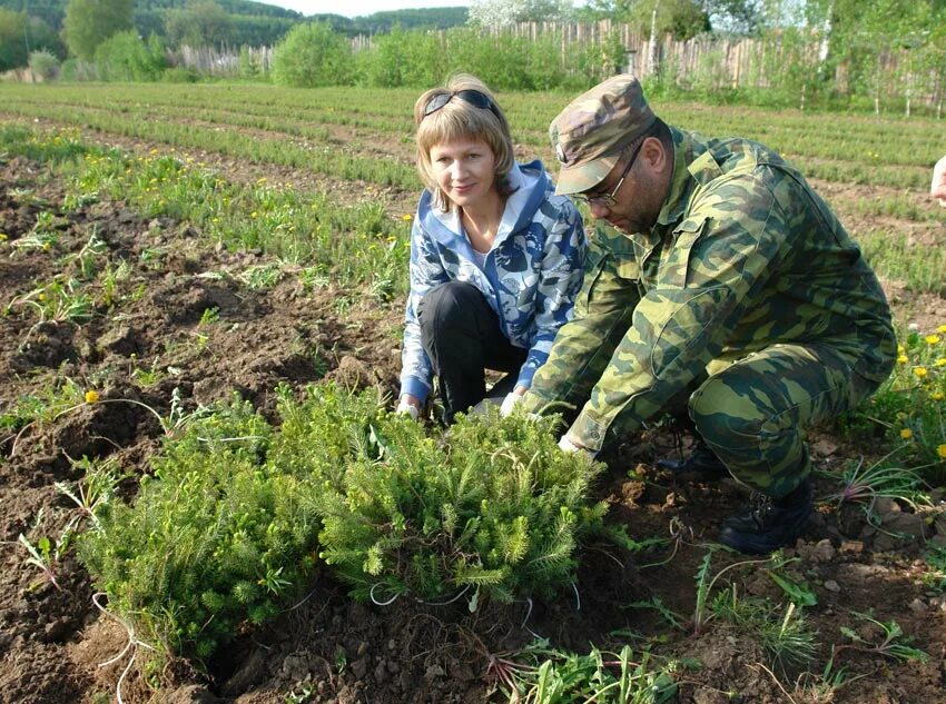 Можгинский питомник. Лесной питомник выкопка сеянцев в питомнике. посадка лесных культур. выкопка посадочного материала. посевы лесных культур в питомнике.