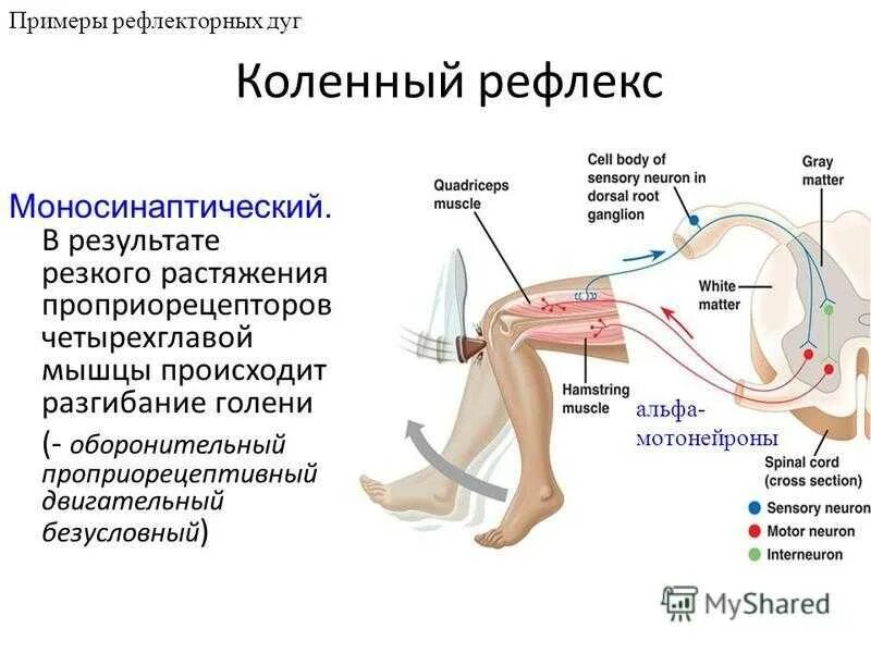 Последовательность элементов коленного рефлекса. Дуга коленного рефлекса схема. Ахиллов рефлекс дуга. Коленный рефлекс дуга сегмент. Структуры рефлекторной дуги коленного рефлекса.