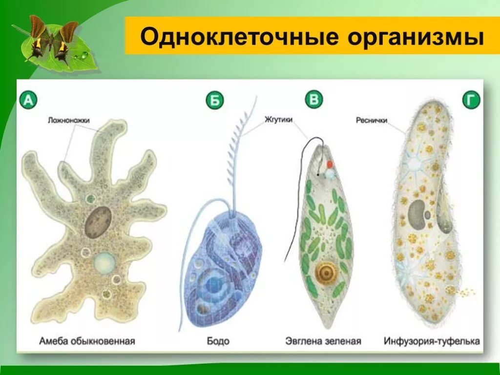 Простейшие одноклеточные амеба. Строение простейших 7 класс биология. Одноклеточные и многоклеточные организмы. Одноклеточные животные 5 класс биология.