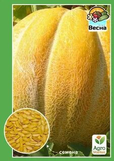 Семена дыни эфиопка