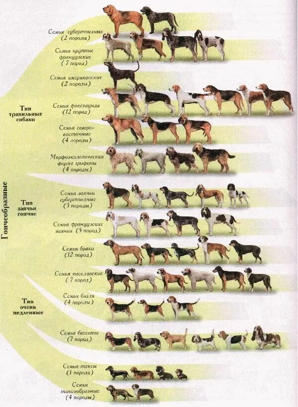 Классификация пород собак таблица. Происхождение пород собак таблица по породам. Пастушьи породы собак таблица. Классификация служебных пород собак.