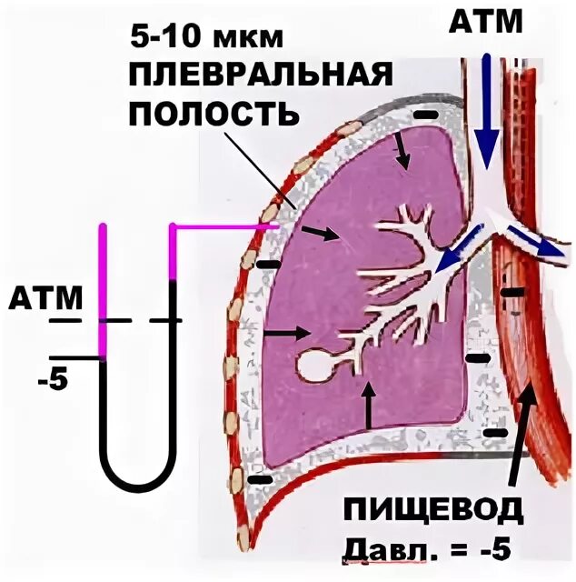 Толщина плевральной полости. Плевра и средостение. Строение легкого плевра. Висцеральная (легочная) плевра. Строение париетальной плевры.